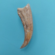 Original Kralle von Saurier