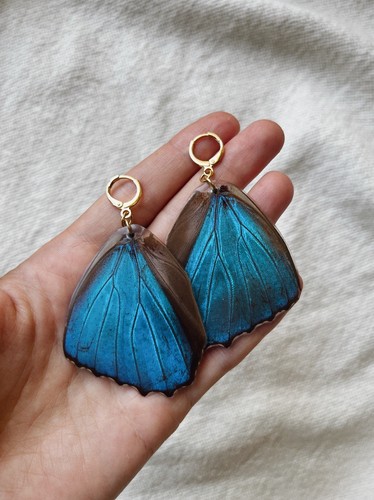 Blue morpho schmetterling - blue,