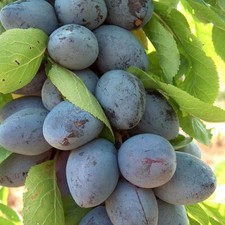 Säulen-Pflaumenbaum Star -