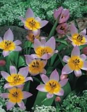 50 Wildtulpen Saxatilis