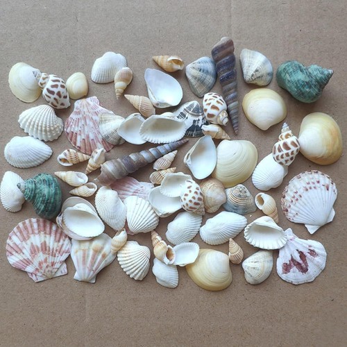 Shells mixed natur - mixed,,