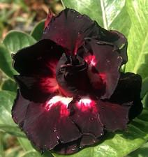 Adenium obesum - Wüstenrose - Lovely Black - frisch aus Thailand eingetroffen