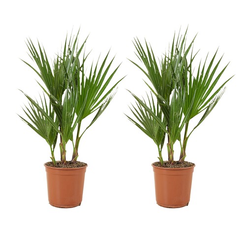 2er set washingtonia - set, robusta