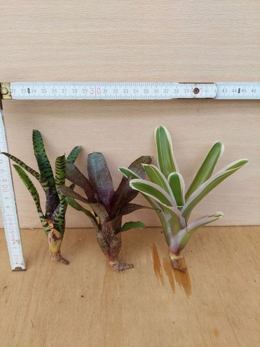 Bromelien sortiment 3 - sortiment,,