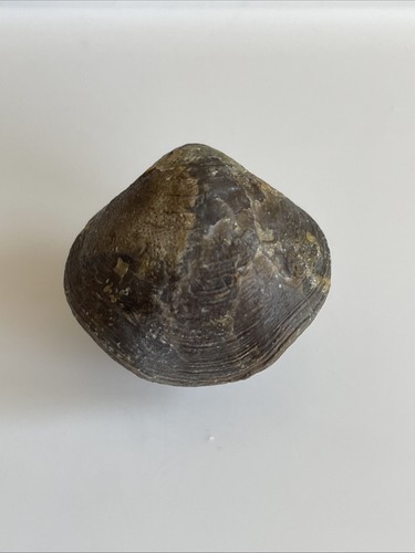 Athyris mellingeni