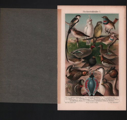 Chromo lithografie 1905 - chromo-lithografie,