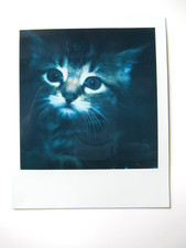 N. ARAKI: ORIGINAL POLAROID "FAUNA" HANDSIGNIERT MIT ZERTIFIKAT RAR!