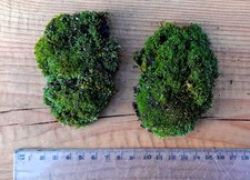 Moos Duo 2er-Set 🌿