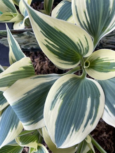 Hosta firn line funkie mittel - hosta,