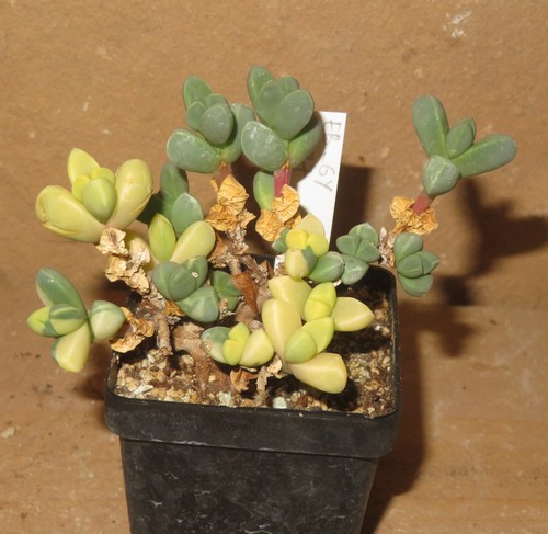 Delosperma lehmannii variegata
