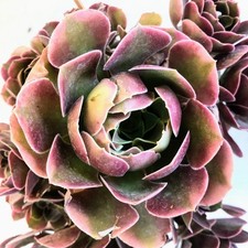 Aeonium Devine Delight Bright