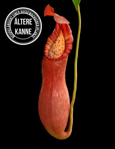 Nepenthes petiolata - ,