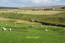 Foto 6x4 Schafe und Silage von