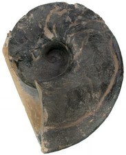 Trias  Germanonautilus