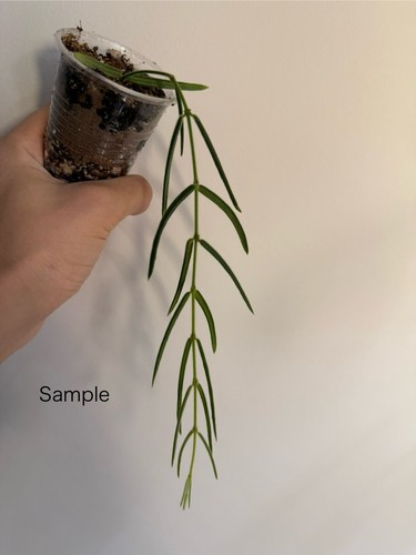 Hoya linearis fresh cutting - hoya,