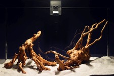 Aquarium Wurzel - SET /