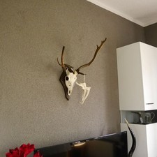 Damhirsch abnormes Dam Hirsch