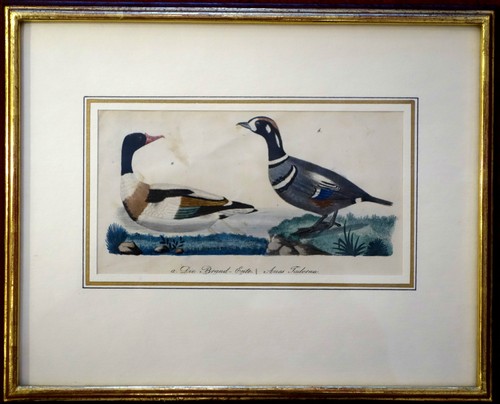 Kupferstich - ,