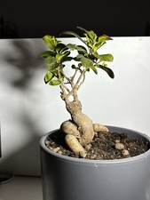 1x Gummibaum Ableger ca.30cm