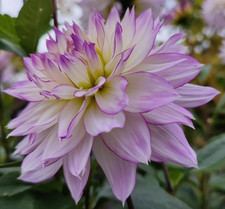 Dekorative Dahlie Crazy Love D10-15 H100 1 Wurzelstock.