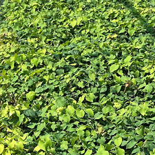 Elfenblume Epimedium Frohnleiten Pflanze mehrjährige Bodendecker Staude