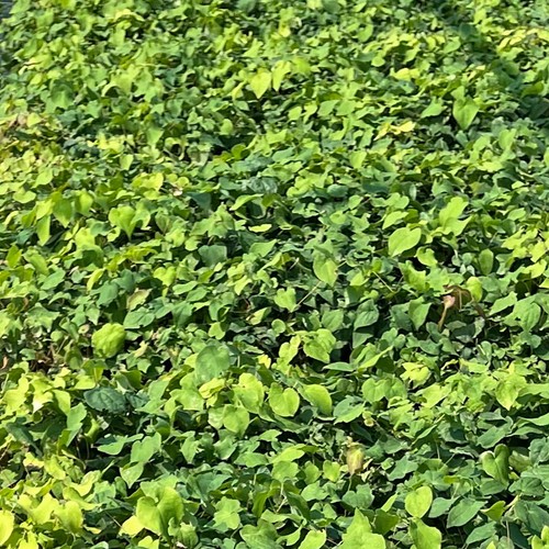 Elfenblume epimedium - elfenblume,