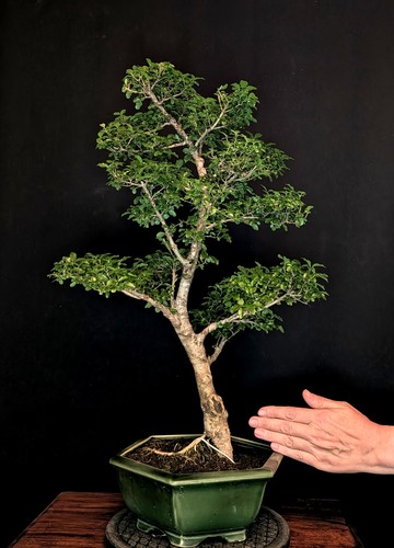 Bonsai chinesischer liguster - bonsai,