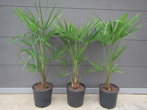 Trachycarpus fortunei - ,
