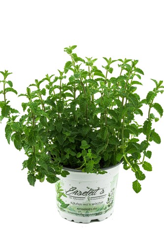 Erdbeer minze mentha speciosa - mentha,