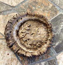 Antike Hirschhornrose