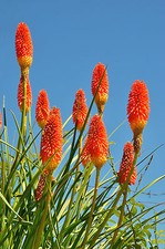 SAMEN Fackellilie Kniphofia