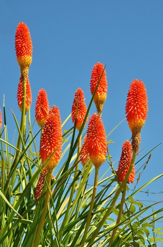 Samen fackellilie kniphofia - samen,