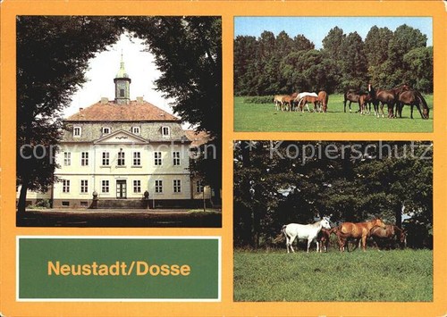 Neustadt dosse stuten fohlen - dosse,