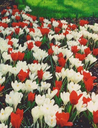 Blumenzwiebel paket - blumenzwiebel,