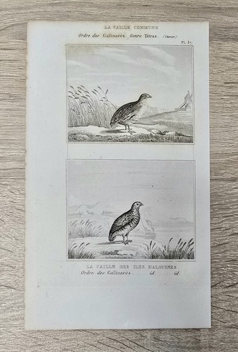 Orig buffon kupferstich - buffon, 1850