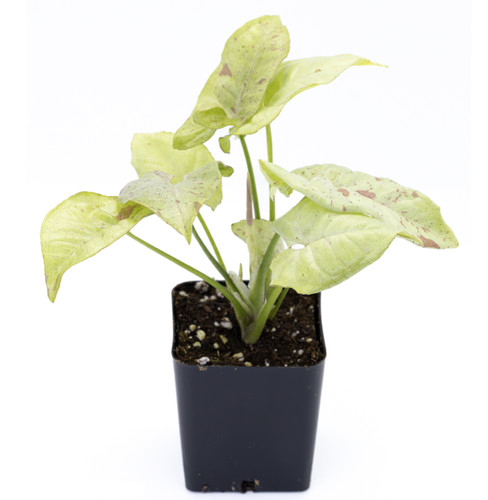 Syngonium milk confetti live - milk,