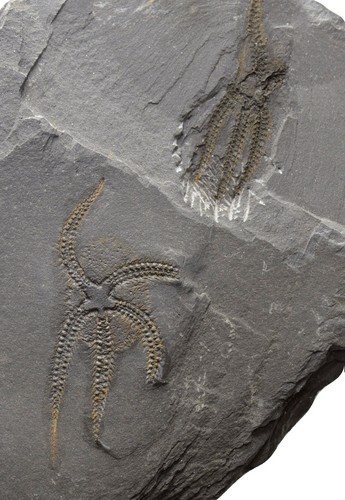 Seesterne ordovizium zagora - seesterne,