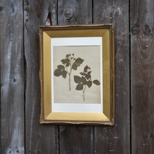 Antik 1885 Handgesammelt