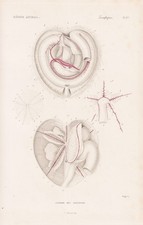 Spatangus Anatomie Seeigel sea