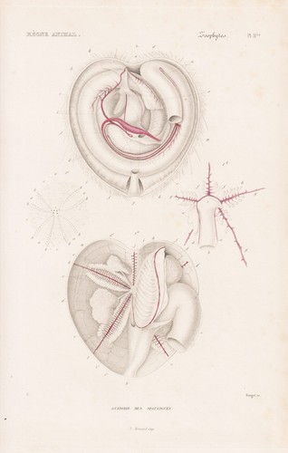 Spatangus anatomie seeigel sea - anatomie,
