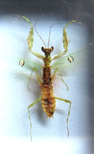 Echter blüten mantis 7cm - mantis, in