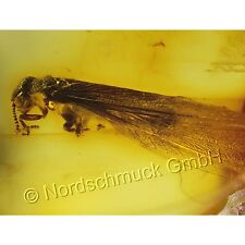 Natur Bernstein Inkluse