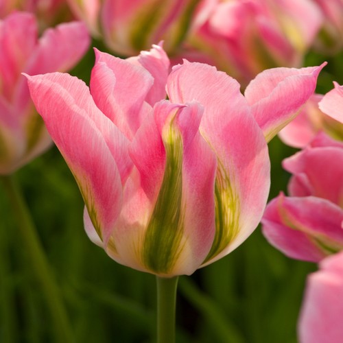 Tulpen blumenzwiebeln zwiebeln - tulpen,