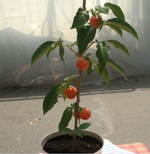 winterharte Kakibaum