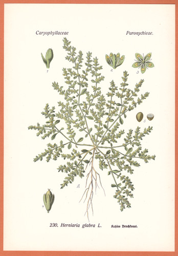 Kahles bruchkraut herniaria - kahles,