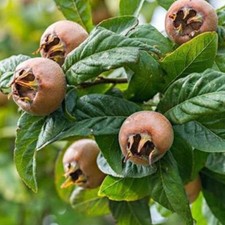 Mispel mespilus germanica - mispel,