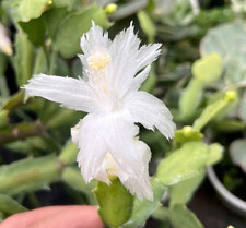 Schlumbergera cv White