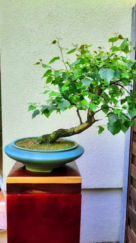 Bonsai birke yamadori in - ,