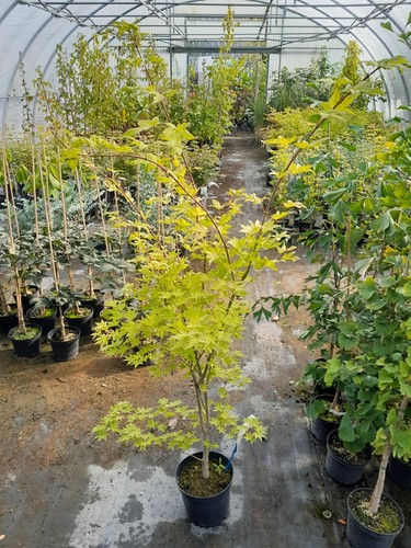 Acer palmatum summer - acer,