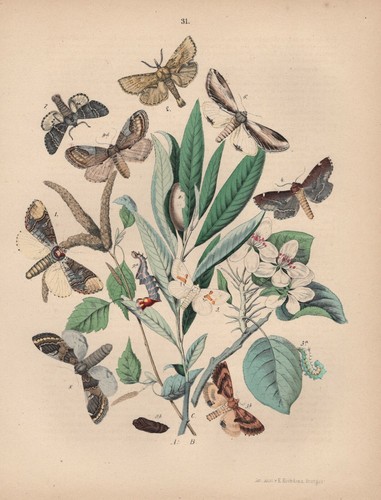 Zahnspinner phalera notodonta - zahnspinner,